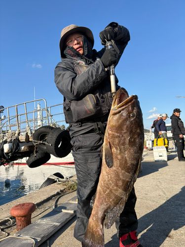 ヒラマサの釣果
