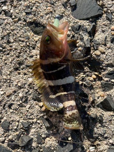 アオハタの釣果