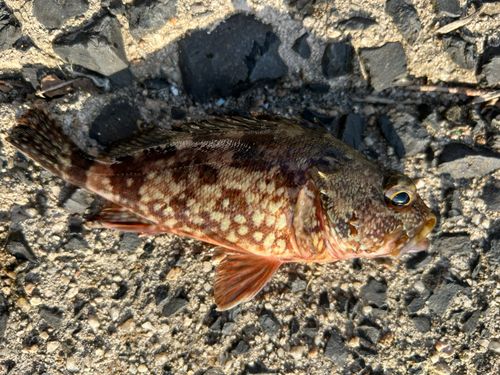 カサゴの釣果