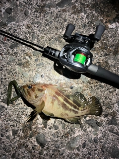 シマソイの釣果