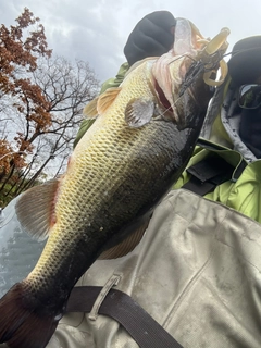 ブラックバスの釣果