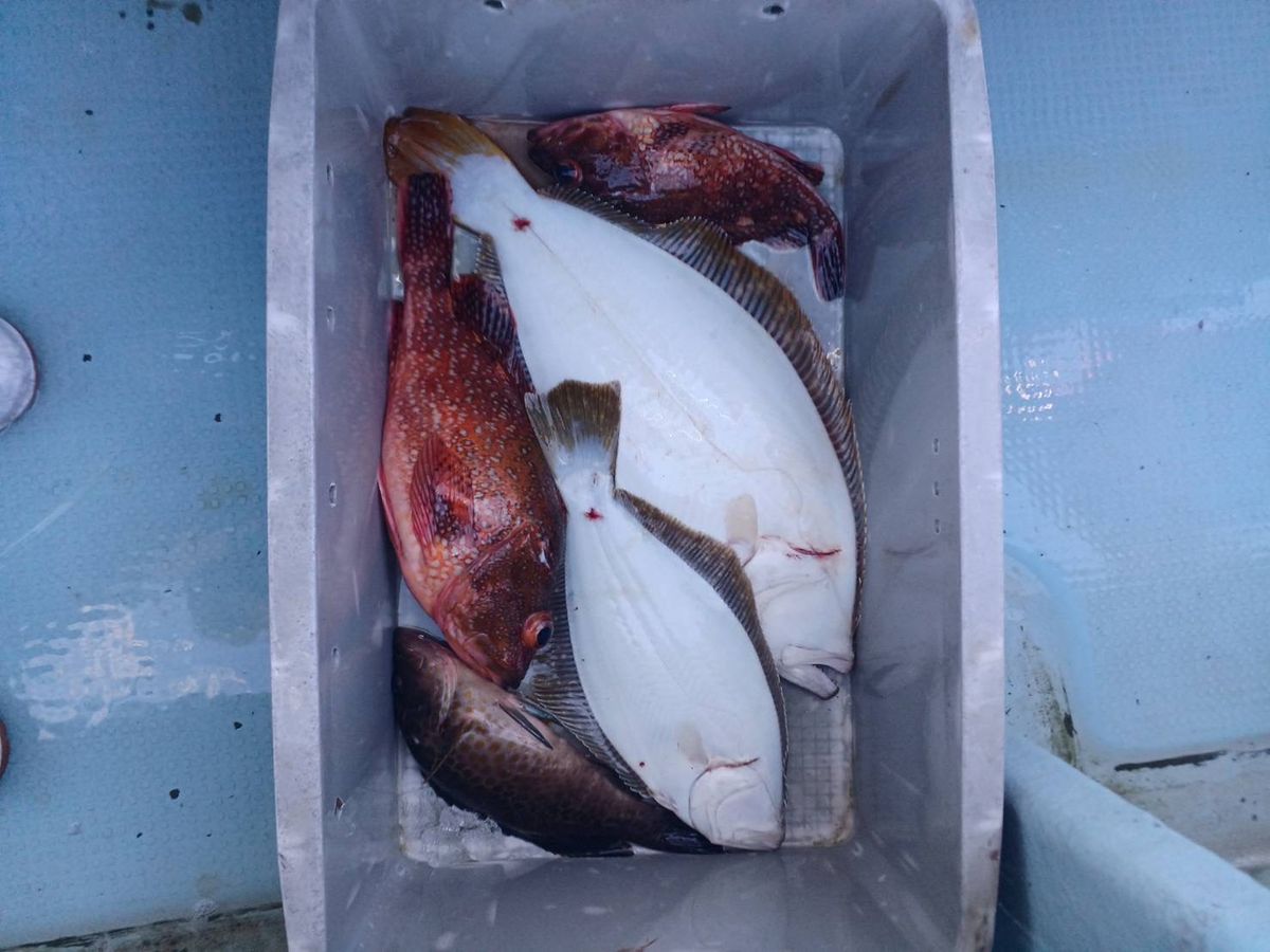 充丸（みつまる）女将さんの釣果 3枚目の画像