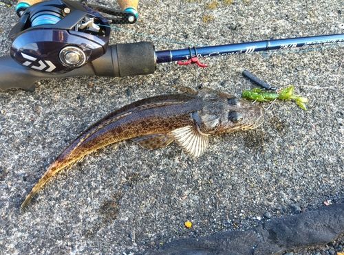 イネゴチの釣果