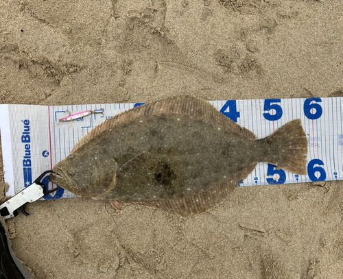 ヒラメの釣果