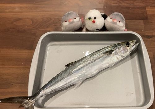 サゴシの釣果