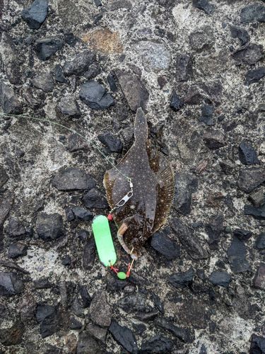 イシガレイの釣果