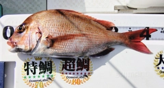 マダイの釣果
