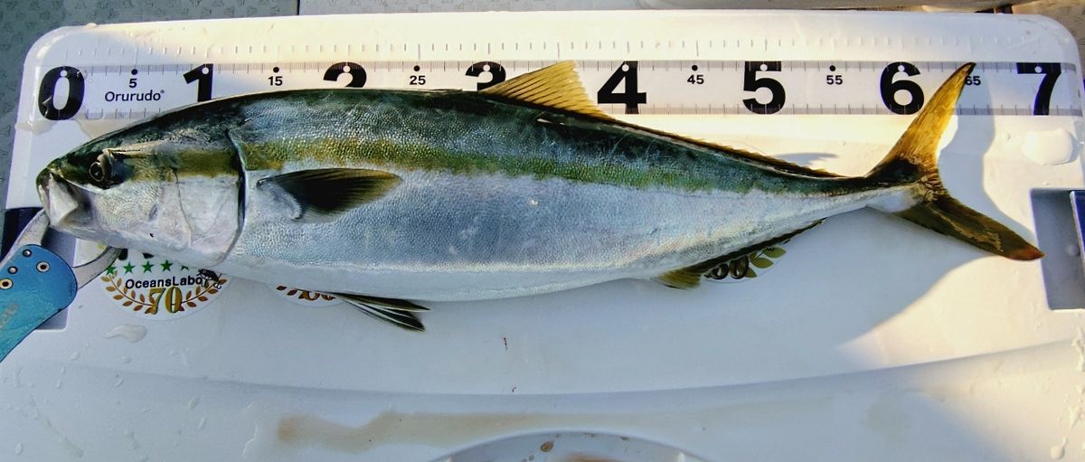 Makiブイさんの釣果 2枚目の画像