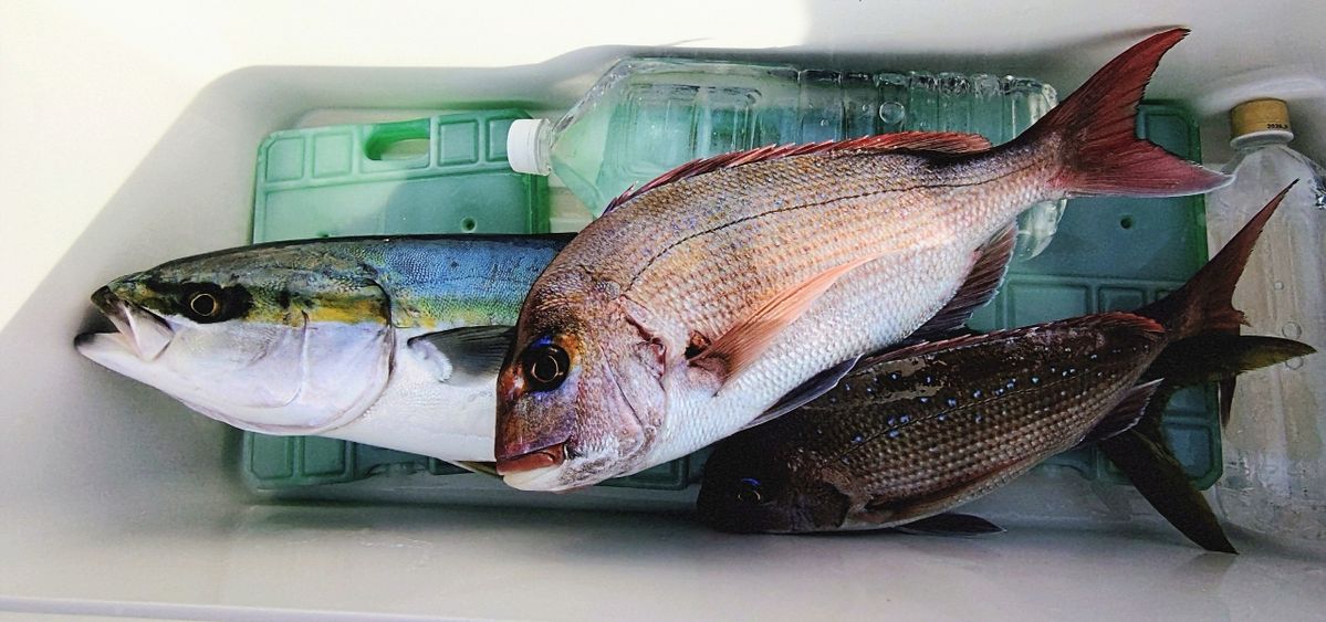 Makiブイさんの釣果 3枚目の画像