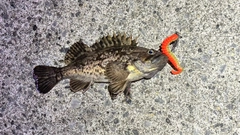 クロソイの釣果