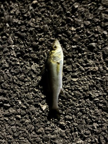 セイゴ（タイリクスズキ）の釣果