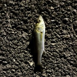 セイゴ（タイリクスズキ）