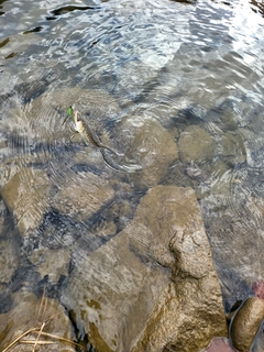 アメマスの釣果