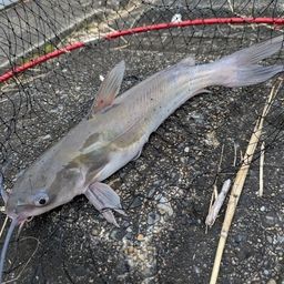 アメリカナマズ