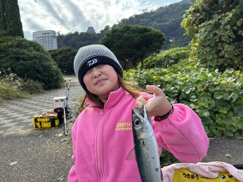 ゴマサバの釣果