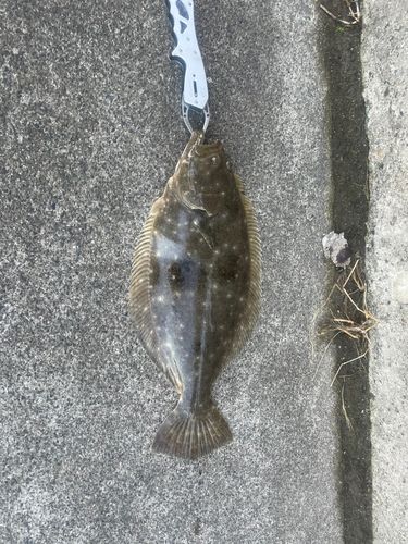 ヒラメの釣果