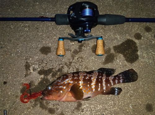 キジハタの釣果