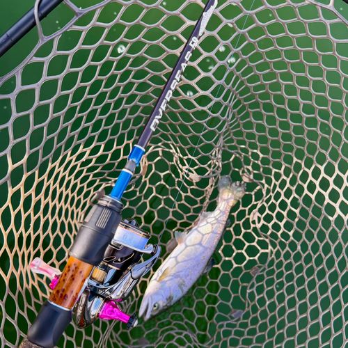 サクラマスの釣果