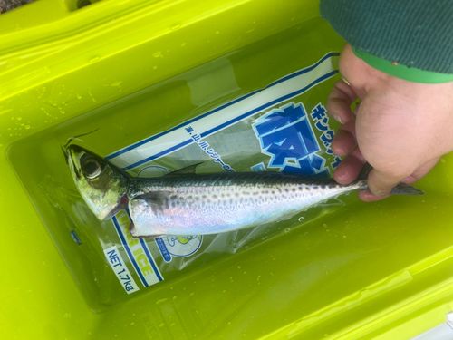 サバの釣果