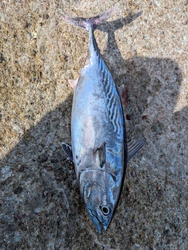 スマカツオの釣果