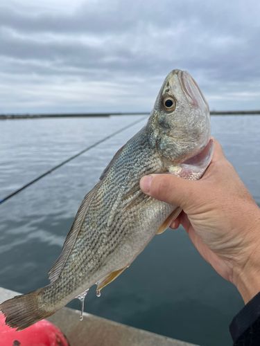 イシモチの釣果