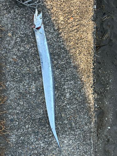 タチウオの釣果