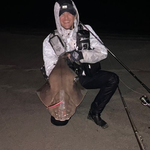 カスザメの釣果