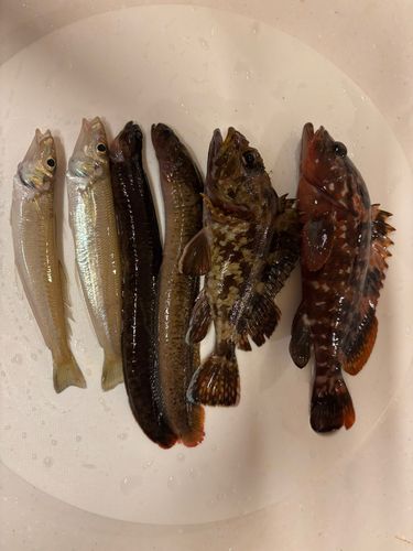 キジハタの釣果