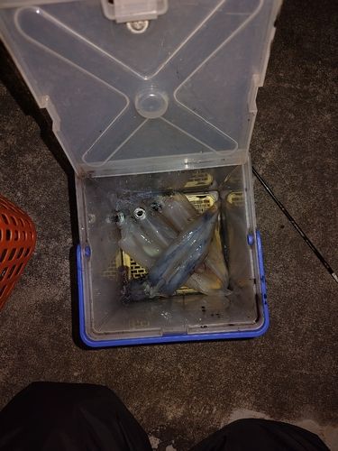 ヤリイカの釣果