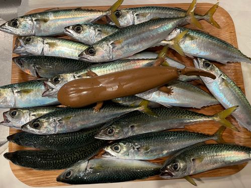 サバの釣果