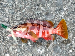 アカハタの釣果