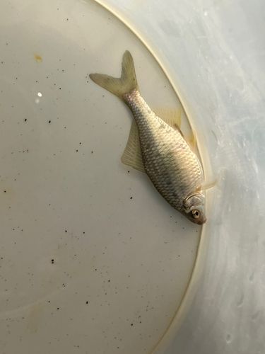 カネヒラの釣果