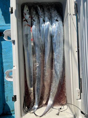 タチウオの釣果