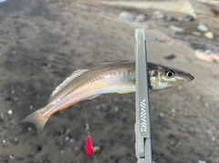 シロギスの釣果