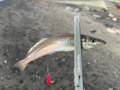 シロギスの釣果