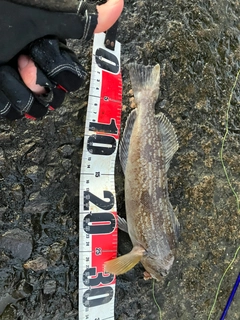 アイナメの釣果