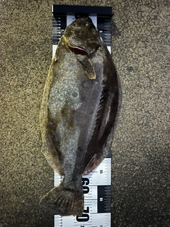 ヒラメの釣果
