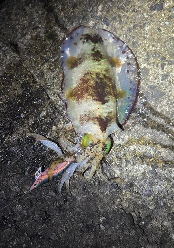 アオリイカの釣果