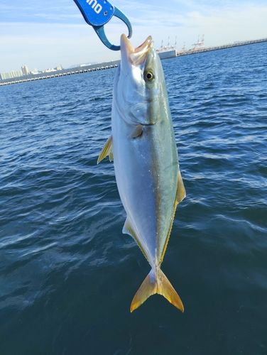 ハマチの釣果