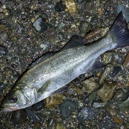 セイゴ（ヒラスズキ）