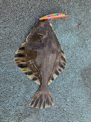 ヌマガレイの釣果