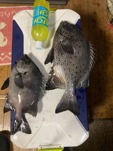 イシガキダイの釣果