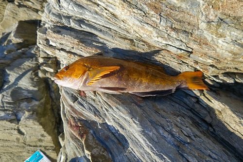 アイナメの釣果