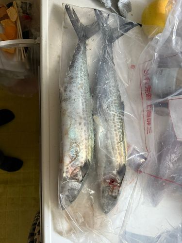 サゴシの釣果