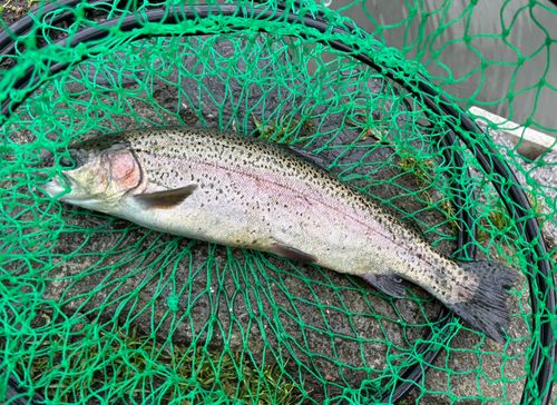 ニジマスの釣果