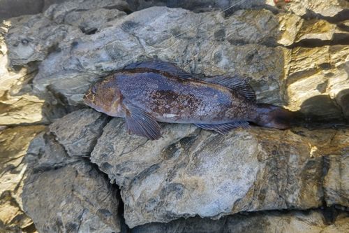 アイナメの釣果