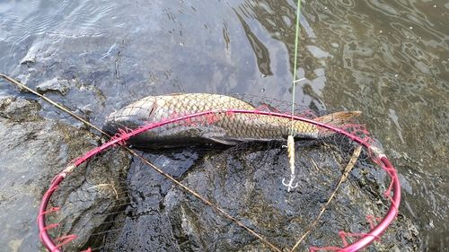コイの釣果