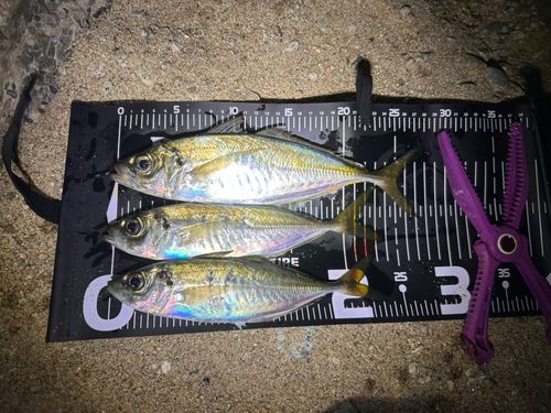 マアジの釣果