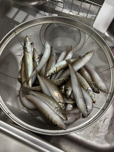 シロギスの釣果