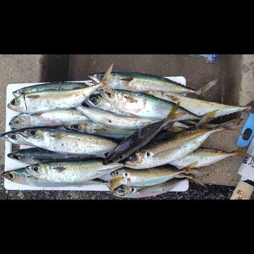 サバの釣果